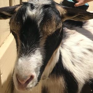 Meet your Posher, Ava